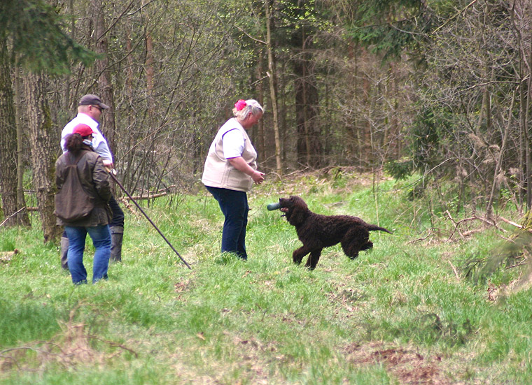 arribathewaterspaniel_novice-class_bayern